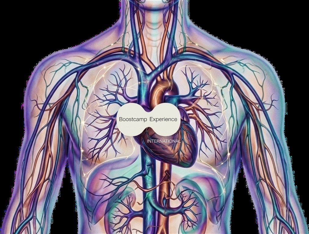Illustrated circulatory system